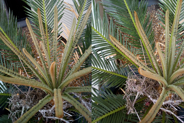 [Two photos spliced together. The photo on the left looks straight down into the center of the plant. There are at least a dozen tightly curled palm fronds in the center with the fronds on the outermost edges completely unrolled and open. The curled ones are similar to cylinders that are splitting vertically on one side. The image on the right has the center of the plant on the right side of the image so more of the completely open outermost fronds are visible. The inner ones have more of a brownish color while the fully open ones are dark green.]